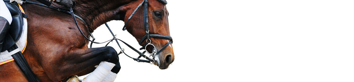 Landwirtschaftsrecht - Pferdekauf - Tierzuchtrecht - Sportrecht